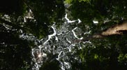 alexandre guerre la timidité des arbres