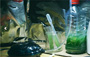 la ferme  &agrave; la spiruline
